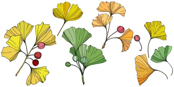 Vector. Ginkgo blad. Plant botanische tuin. Geïsoleerde ginkgo illustratie element op witte achtergrond. - Vector, afbeelding