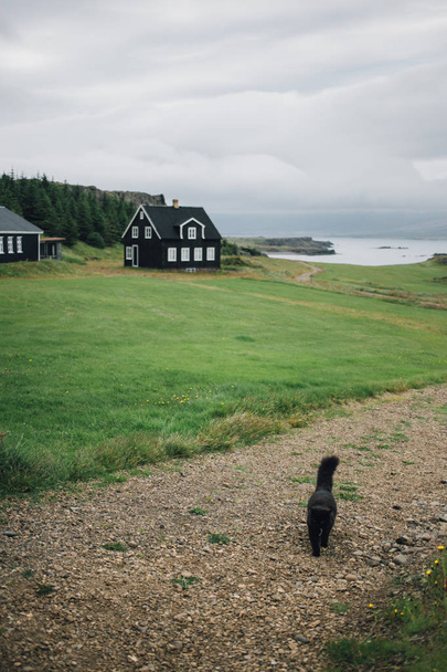 Black furry cat walks on green grass lawn - 写真・画像