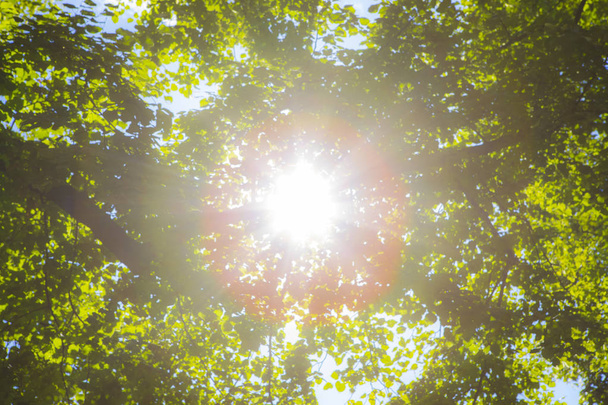 Sun shining through the trees in a dreamy blur.  - Valokuva, kuva
