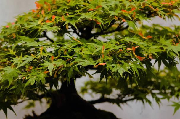 Close up van japanses esdoorn bonsai - Foto, afbeelding