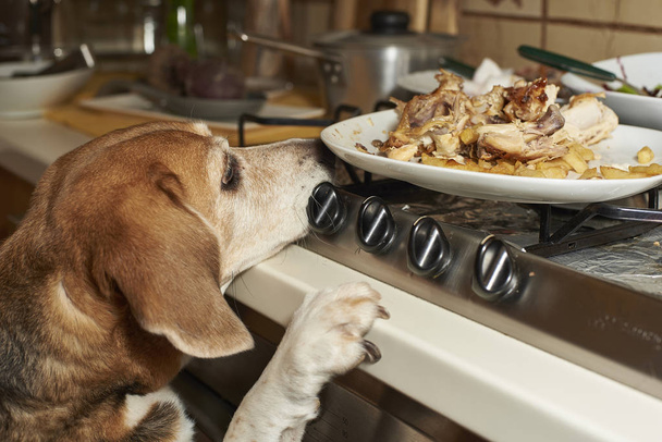 Beagle Hund sucht Teller vom Tisch - Foto, Bild