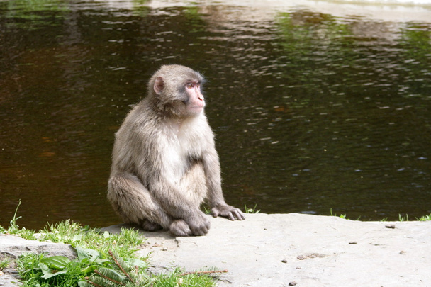 Japanese monkey - Photo, Image