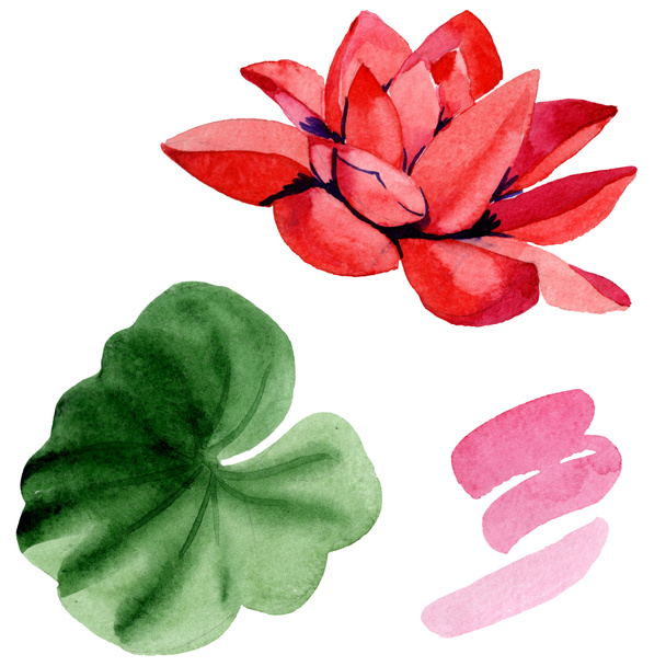 Червона квітка лотоса з зеленим листом ізольована на білому. Квіткова ботанічна квітка. Ілюстрація акварельного фону
. - Фото, зображення