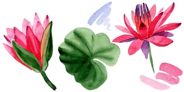 Red lotus flowers. Isolated lotus flowers illustration element. Watercolor background illustration. - Photo, Image