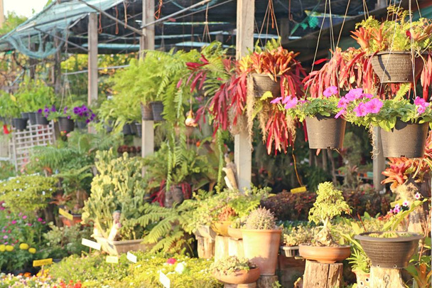 Shop for garden plants - Photo, Image