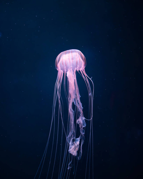 светящиеся медузы под водой, вид вблизи
 - Фото, изображение