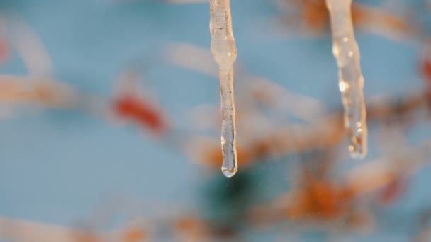 Scioglimento ghiaccioli su cui si possono vedere scorrere gocce d'acqua
 - Filmati, video