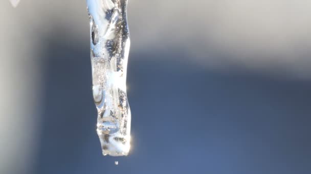 Mooie transparante iriserende smeltende icicle ontdooit op de zon met druppels van stromend water. - Video