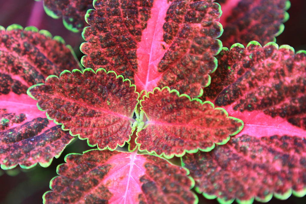 the red color of leaf   in full leaf.  - Foto, Imagem