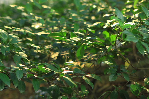 the Close up green nature plant at outdoor - Valokuva, kuva