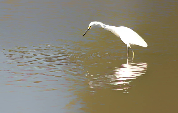 Witte reiger vissen in het meer, reflecteren op het water - Foto, afbeelding