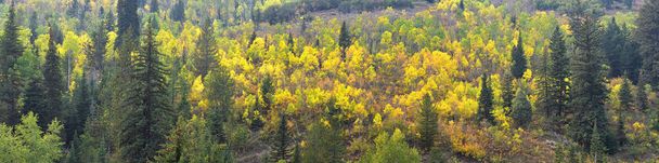 Fin de l'été début de l'automne panorama vue sur la forêt randonnée pédestre, vélo, sentiers à cheval à travers les arbres le long de l'autoroute 40 près du sommet Daniels entre Heber et Duchesne dans le bassin de l'Uintah, Utah, États-Unis
.  - Photo, image