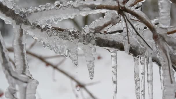 Smeltende druipende ijspegels uit de tak in vroege voorjaar macro close-up. Transparante mooie icicle smelt therethrough vallende water druppels worden gezien - Video