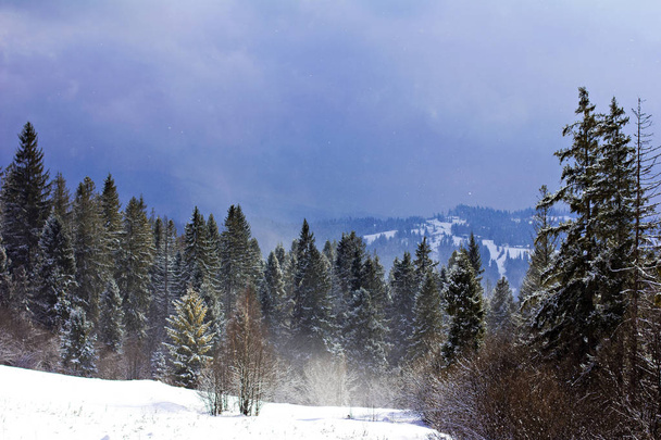 Winter mountain landscape. Mountains in the snow. The first snow in the mountains. twilight on mountain meadow covered with first frost in the Carpathian mountains. - Photo, Image