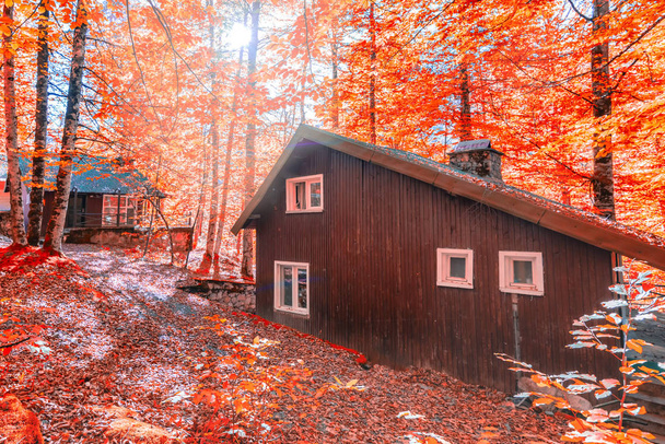 Casa o cabaña de bosque de madera rodeada de árboles de hojas anaranjadas y rojas.Concepto de temporada de otoño
. - Foto, imagen