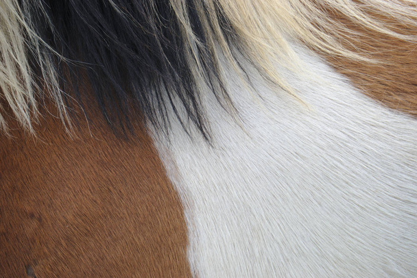 manteau de cheval brun et blanc et crinière noire et blanche en gros plan
 - Photo, image