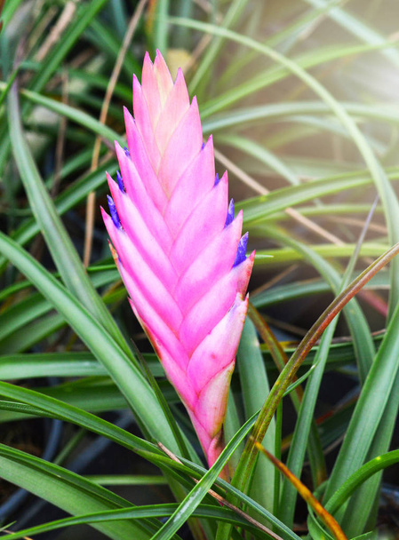 purple bromeliad flower / beautiful of ornamental plants garden in the green house with bromeliad purple pink flower nature green blur background / colorful of bromeliad family plant  - Photo, Image