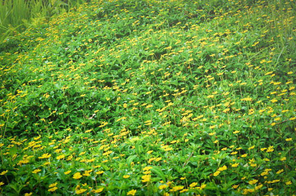singapore dailsy avec feuille verte sur fond de champ vert nature de la plante / petite fleur étoile jaune
 - Photo, image