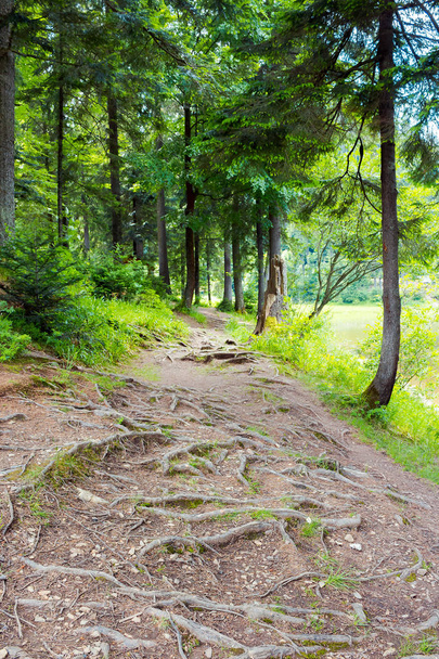 raíces de árboles en el sendero del bosque. hermoso paisaje en verano
 - Foto, imagen