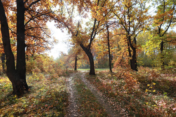autumn landscape dirt road in an oak grove in the early morning - Фото, изображение