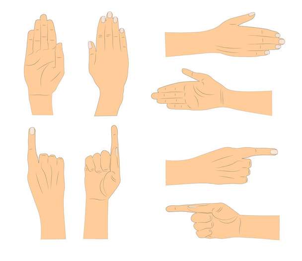 Hand gestures. Vector illustration. - Vector, Image