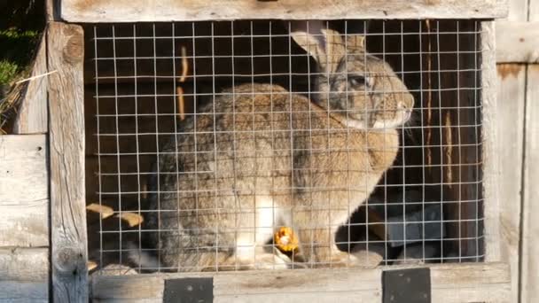 Szary królik duże siedzi w klatce w wiosce. - Materiał filmowy, wideo