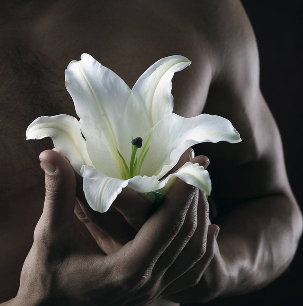 close-up delicate white lily in the hands against the background of naked torso, studio dark background - Fotó, kép