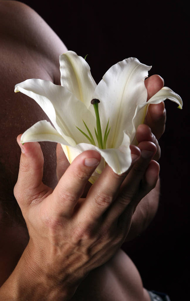 close-up delicate white lily in the hands against the background of naked torso, studio dark background - Fotó, kép