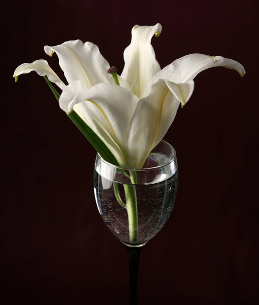 close-up delicate flower white lily in a glass of water on a burgundy background studio - Zdjęcie, obraz