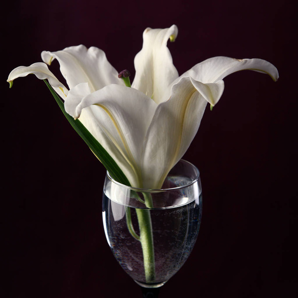 close-up delicate flower white lily in a glass of water on a burgundy background studio - Photo, image