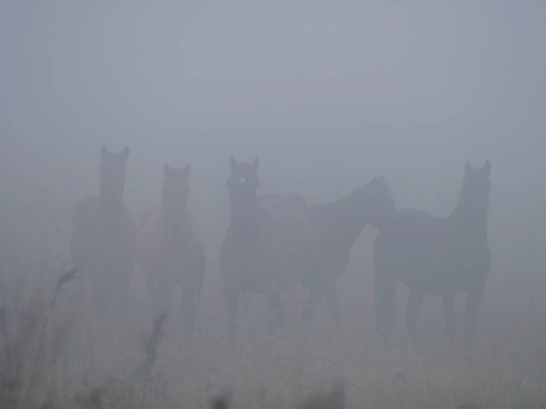 herd of horses in a thick fog in the autumn in the woods - Valokuva, kuva