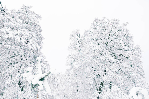 δέντρα και κλαδιά καλυμμένα με χιόνι μαγική το χειμώνα - Φωτογραφία, εικόνα