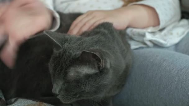little girl stroking a gray cat on the couch, close-up hands - Materiał filmowy, wideo