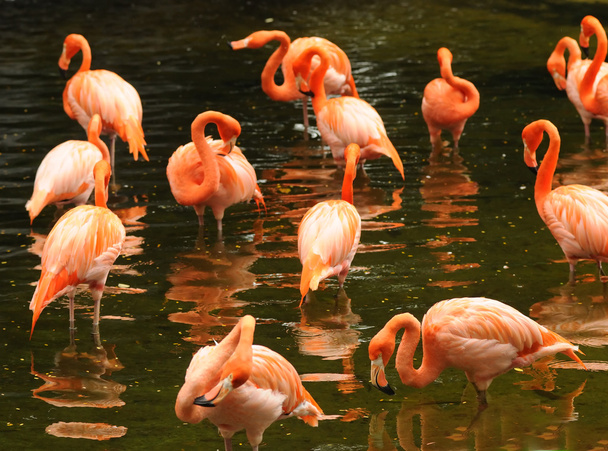 Flamingo - Foto, imagen