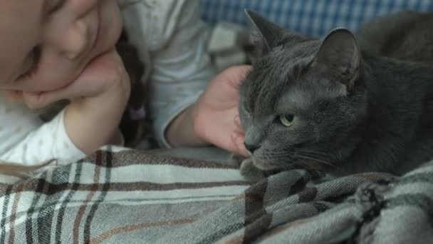 little girl stroking a gray cat on the couch - Materiał filmowy, wideo