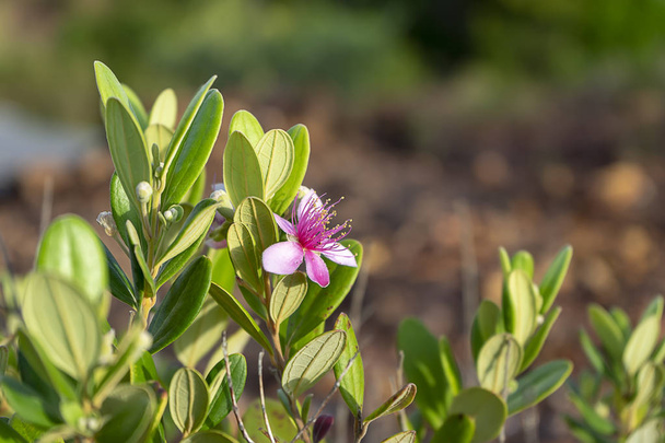 Close up van donzige myrtle bloem. (Rhodomyrtus tomentosa) - Foto, afbeelding