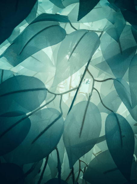 texture des feuilles tropicales
 - Photo, image