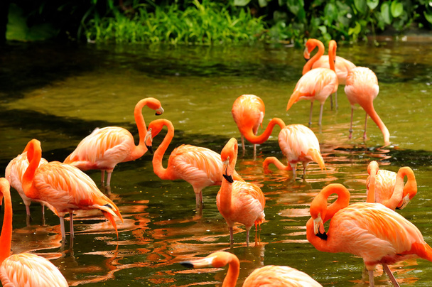 Pink flamingo - Photo, Image