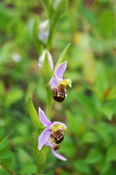 Orchidea delle api (Ophrys apifera) - Foto, immagini
