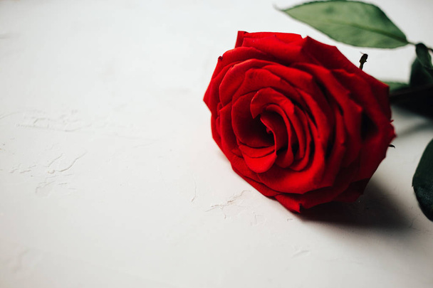 Single red rose on white plastered background, beautiful texture - 写真・画像
