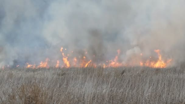 Wildfires or storm fire in the forest steppe. Huge amount of dry grass blazes high in flames. Burning bushes, grass, trees, wind spreading fire in deep autumn - Footage, Video