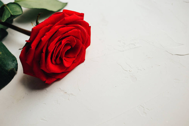 Single red rose on white plastered background, beautiful texture - Foto, Imagem