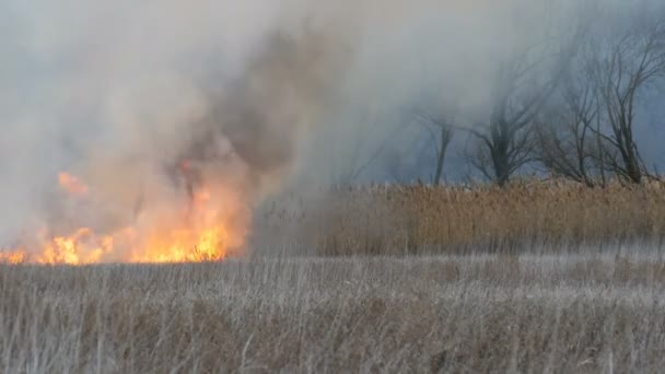 Bámulatosan szép jelenet égő száraz magas marsh fű, hogy természetes tűz ellen a hátteret a baljós fekete száraz fák elemésszék. Nagy tűz az erdő-sztyepp - Felvétel, videó