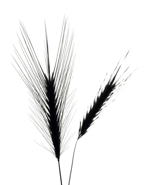 pšenice hroty černé a bílé - Fotografie, Obrázek