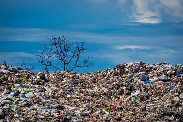 экологический ущерб от мусора в природе
 - Фото, изображение