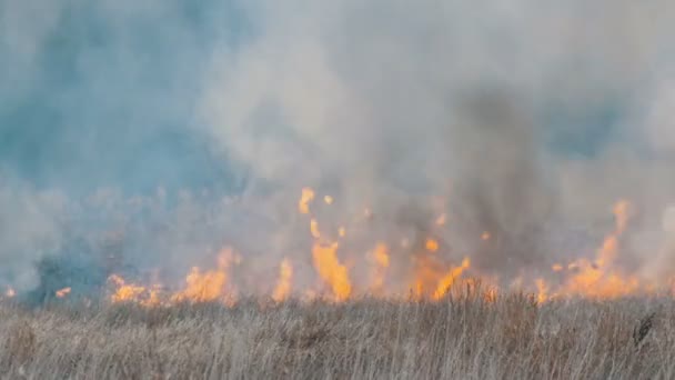 Huge column of smoke from an elemental fire in the forest steppe, burning bushes and dry grass - Footage, Video