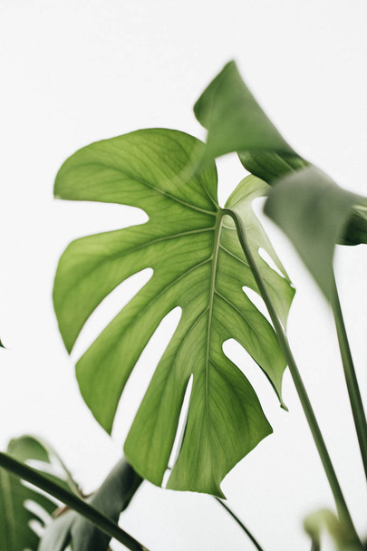 Monstera leaves on white background. Tropical exotic palm concept. - Foto, afbeelding