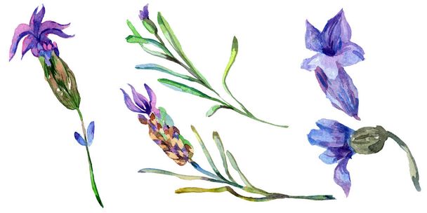 Purple lavender flowers. Wild spring wildflowers isolated on white. Hand drawn lavender flowers in aquarelle. Watercolor background illustration. - Foto, Imagem