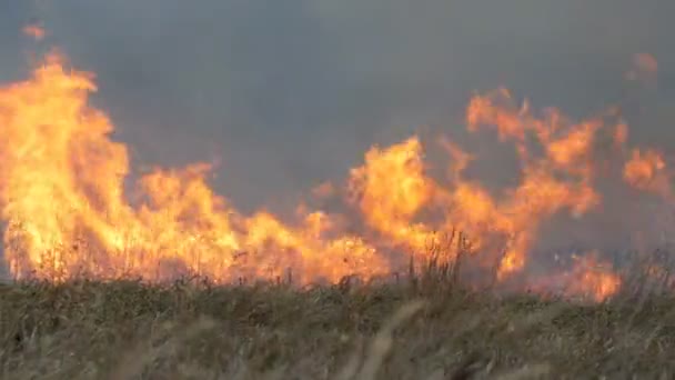 Τεράστια φυσικό θύελλα φλόγα δασική πυρκαγιά στη στέπα. Καύση ξερά χόρτα - Πλάνα, βίντεο