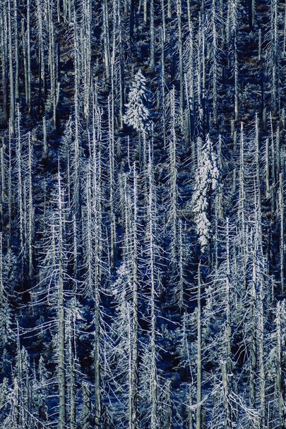 foresta di conifere in inverno con tronchi d'albero ricoperti di gelo
 - Foto, immagini